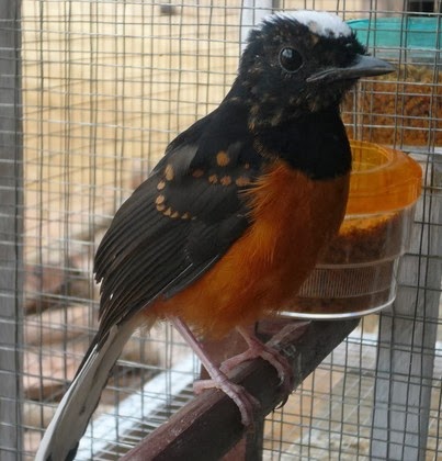 Daftar Harga Burung Murai Batu Bulan Pebruari 2017 Informasi