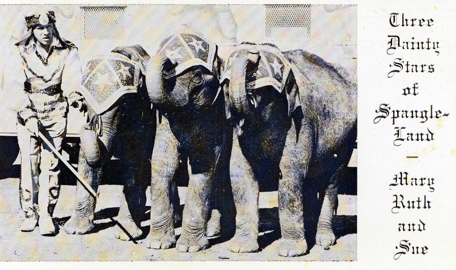 Buckles Blog 14 Elephant Acts
