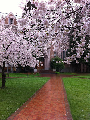 Flowering cherry trees in front of historical building