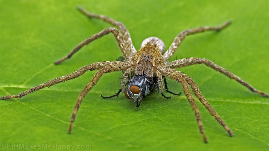 Truly Wonderful Spider Macro Photography by Tibor Nagy