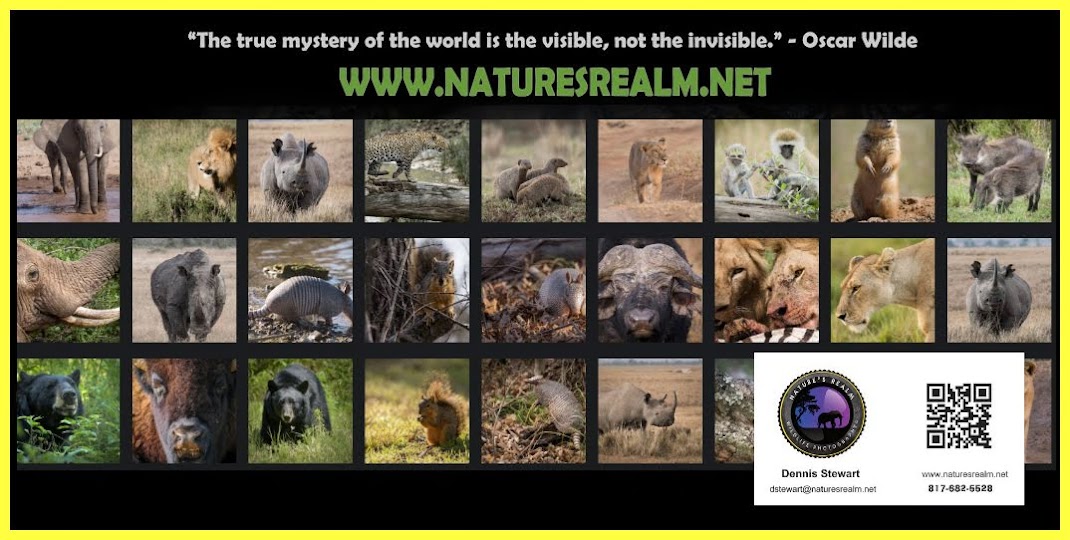 Nature's Realm Wildlife Photography