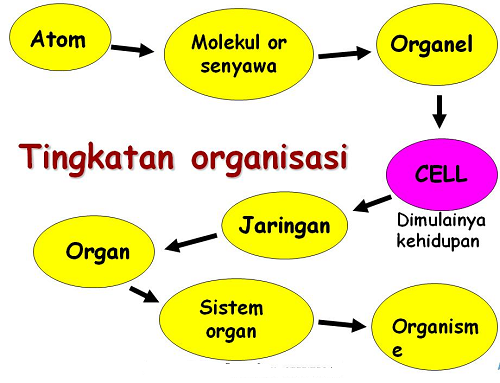 Tingkatan Organisasi