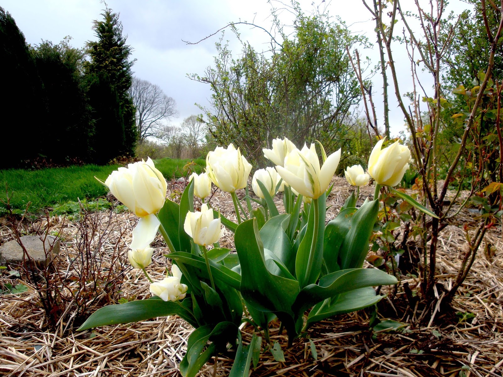 The Dubrule Diaries March 2012