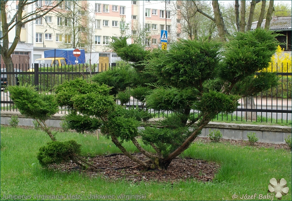 Juniperus virginiana 'Hetz', Juniperus virginiana 'Hetzii'  - Jałowiec wirginijski 'Hetz'   