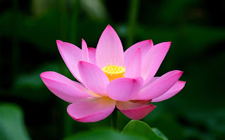 زهرة اللوتس Lotus