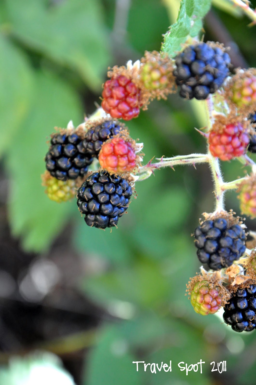 travel spot The Blacker the Berry, The Sweeter the Juice