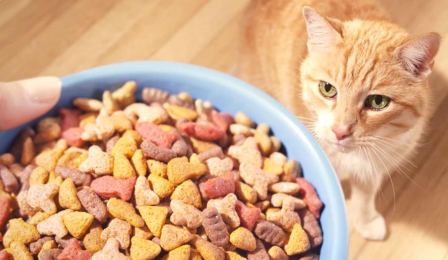 11+ Hewan kucing dan makanannya information