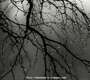 ZedGe Wallpapers (autumn rain drops)