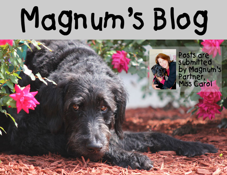 Magnum's Blog