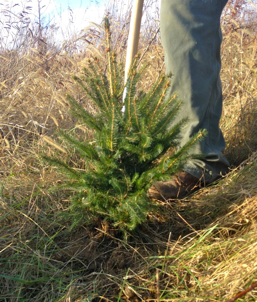 Farm Dover Christmas Tree Lane