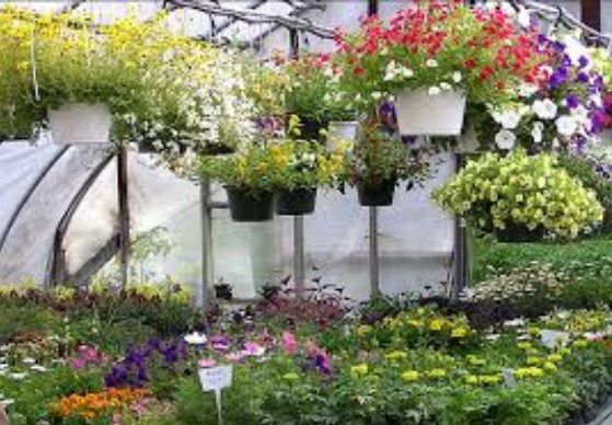 Cara Membuat Desain  Taman Bunga  Gantung  Sederhana Tapi 