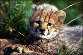 Cheetah Adaptations: Cheetah Adaptations