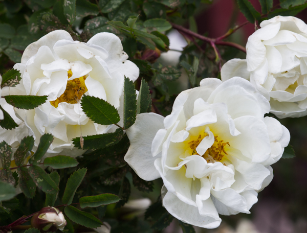 PauMau blogi nelkytplusbloggari nelkytplus puutarha vanha pihapiiri ruusu valkoinen juhannusruusu kukkii rose  