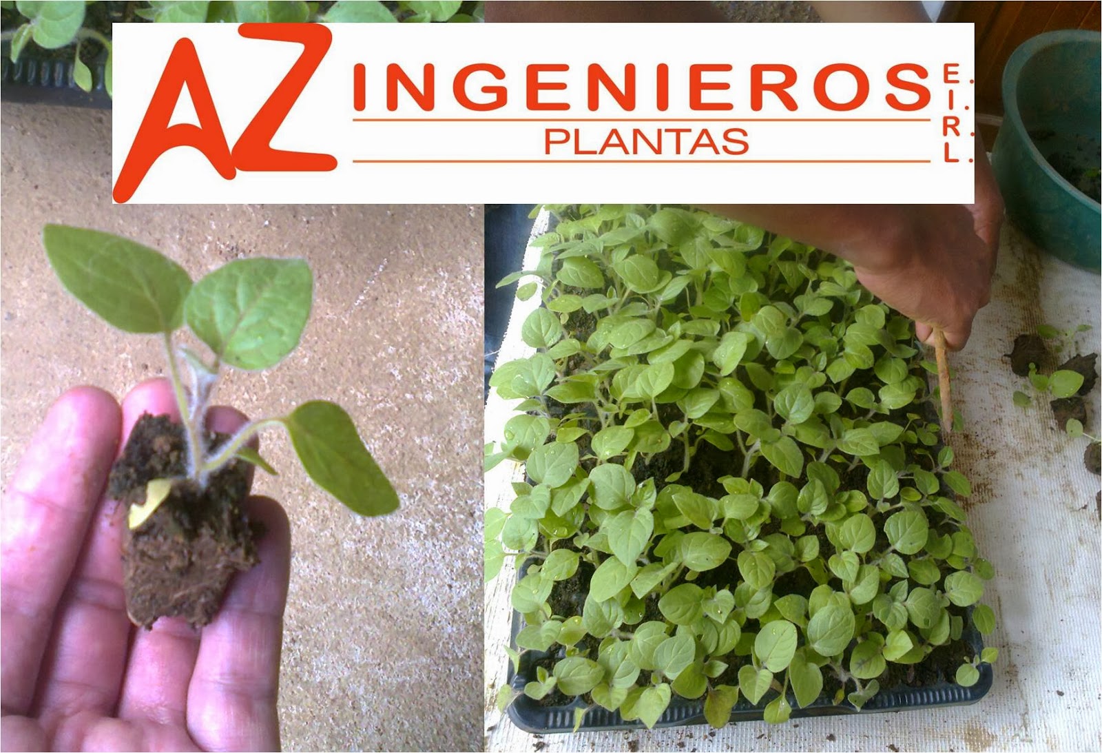 AZ INGENIEROS EIRL Pl ntulas De Aguaymanto Physalis Peruviana  az-ingenieros-eirl-pl-ntulas-de-aguaymanto-physalis-peruviana