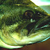 List Of U.S. State Fish - Fl State Fish