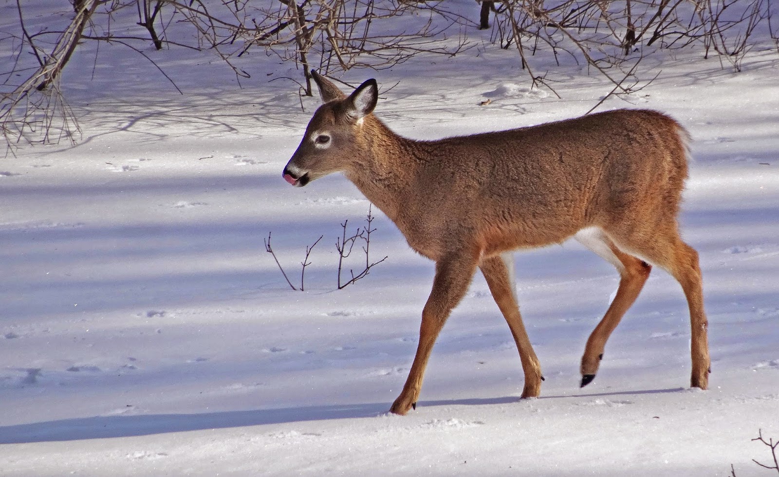 Joe's Retirement Blog Deer, Manomet, Plymouth, Massachusetts, USA