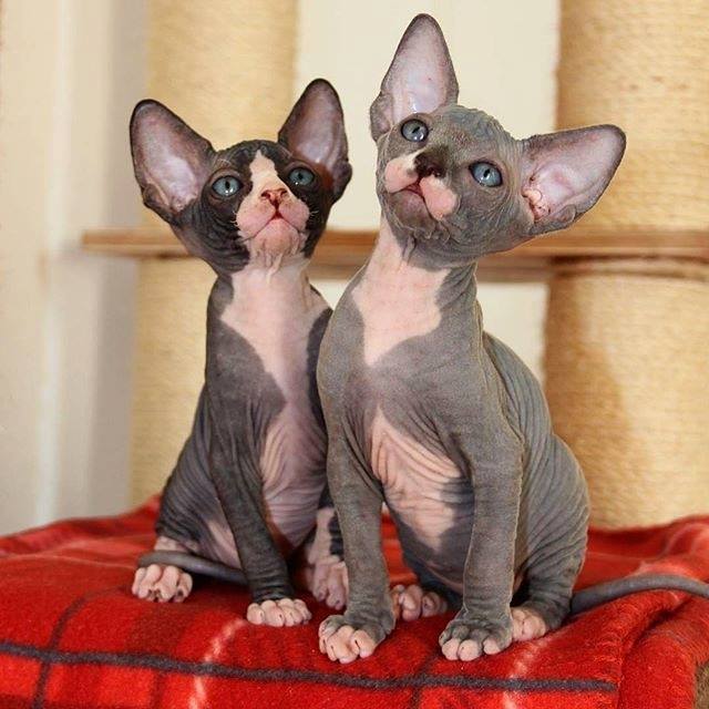 What Do You Know About The Sphynx Cat? Would You Like To Have One At Home?