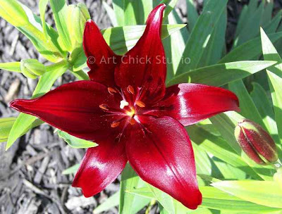 Red Lily Photo 2