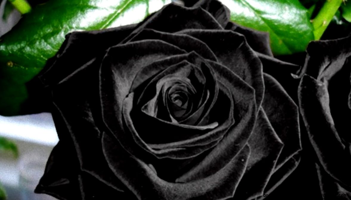This Rare Black Rose Can Only Be Found in Turkey   YouTube