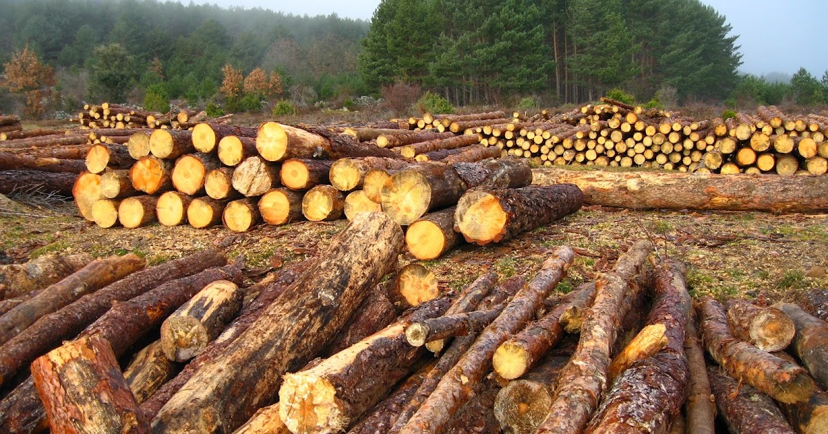 alteraciones al ecosistema alteraciones al ecosistema