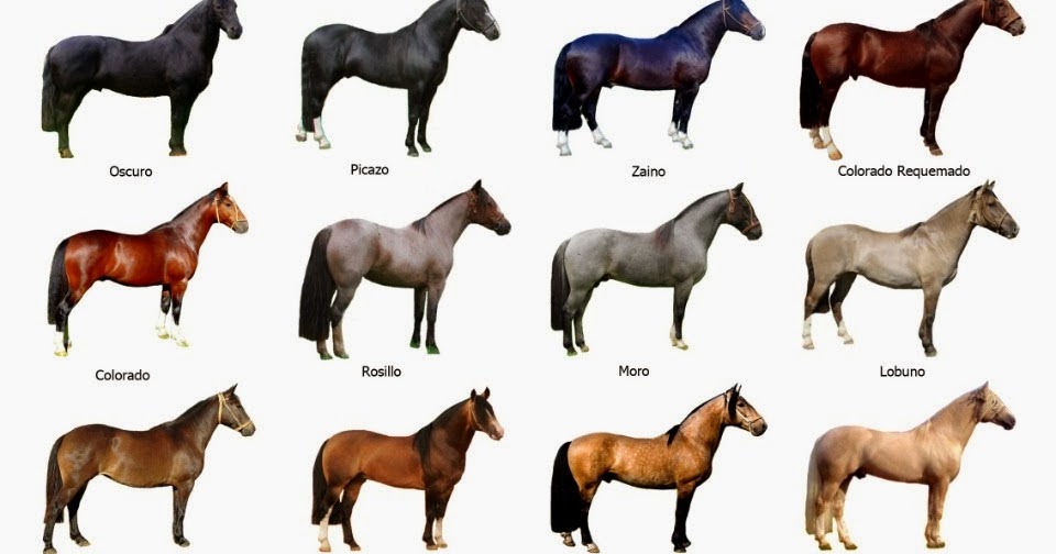 el mundo de los caballos