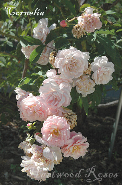 Hartwood Roses: A Whole Lot of Roses Goin' On