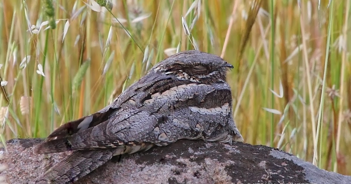 Raw Birds EUROPEAN NIGHTJAR (Caprimulgus europaeus) Old Sanatorium