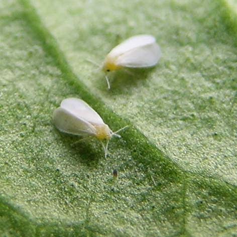 Como Combatir La Mosca Blanca del cannabis