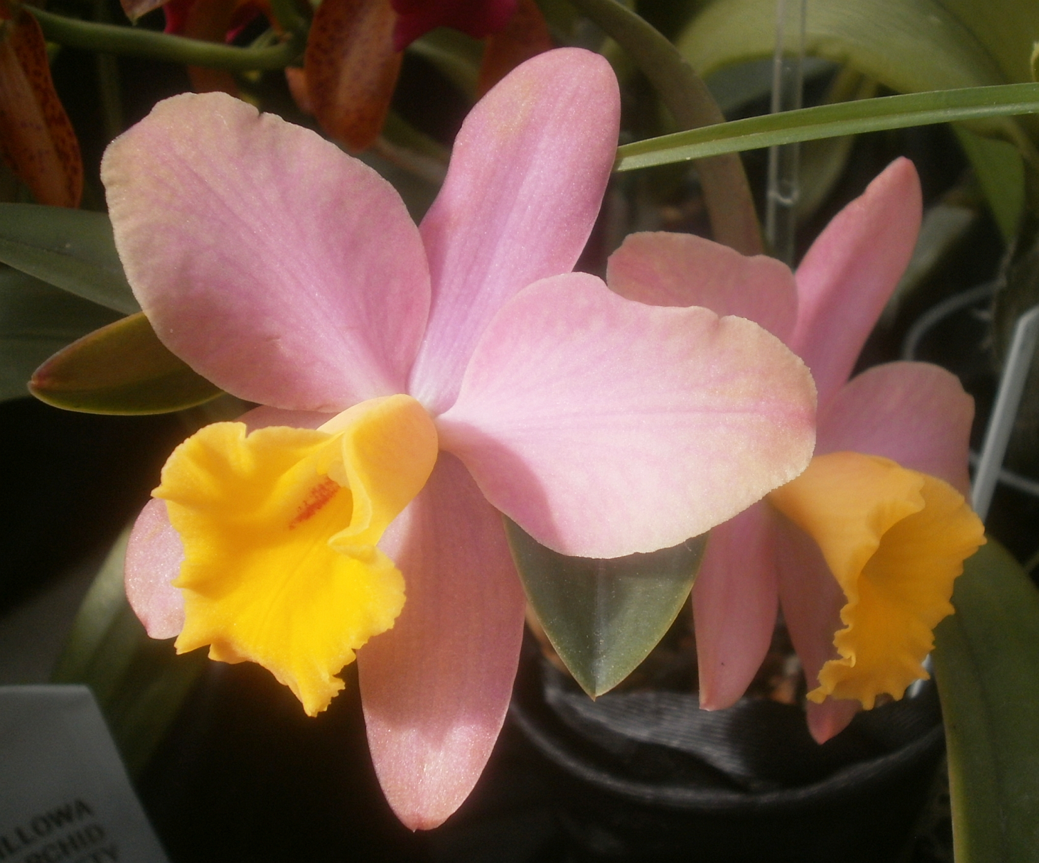 Plants are the Strangest People: Pretty pictures: Cattleya Crystelle