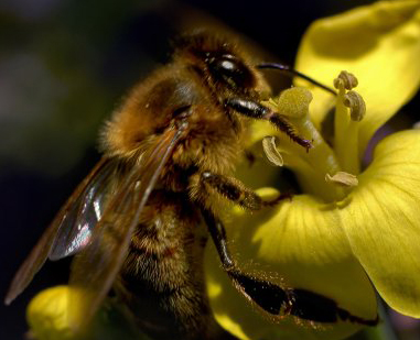 honey bee, adult honey bee