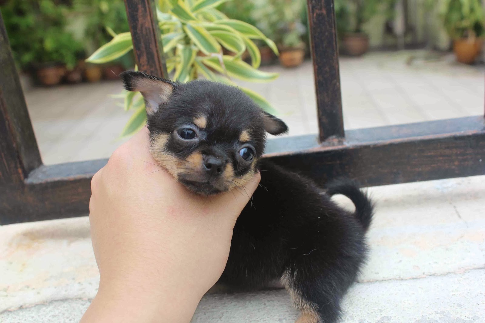 LovelyPuppy 20131026 Long Coat Black Tan ChiHuaHua Puppy