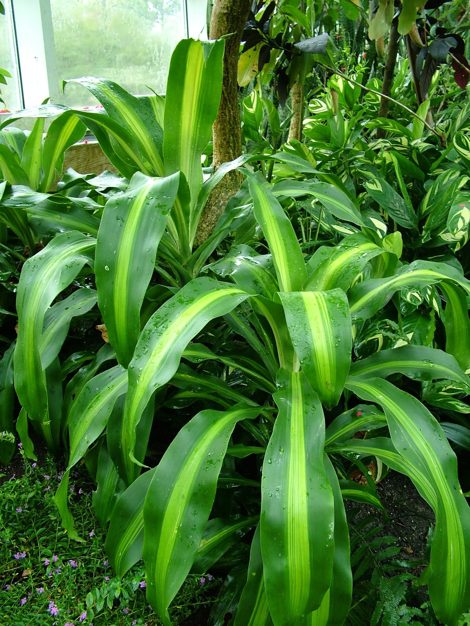 Dracaena fragrans palo de agua, tronco de brasil Especies con hojas verde intenso