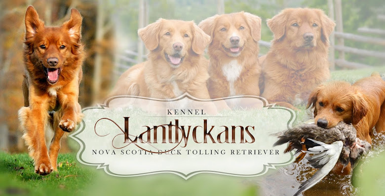 LANTLYCKANS