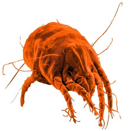 Cascaro Insect Una historia cualquiera de verdad