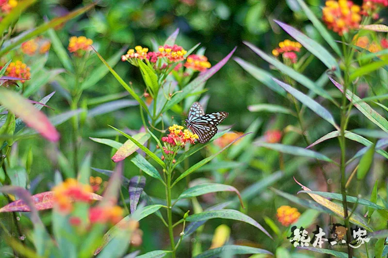 蝴蝶生態區步道|飛牛牧場~唯美自然系IG景點