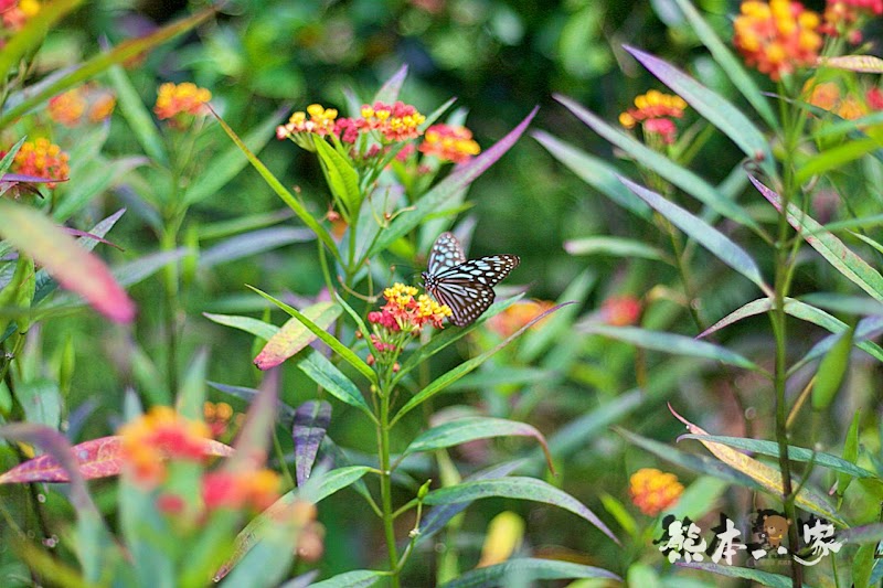 蝴蝶生態區步道|飛牛牧場~唯美自然系IG景點