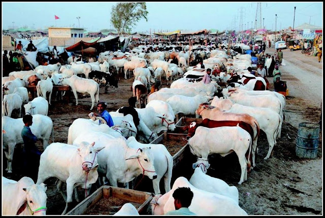 cow mandi karachi 2014 rates,  cow mandi karachi 2014 video,  cow mandi karachi 2015,  cow mandi karachi dailymotion,  cow mandi karachi facebook,  cow mandi lahore,  cow mandi lahore 2015,  cow mandi lahore 2015,  cow mandi lahore 2015 facebook,  cow mandi lahore 2014,  cow mandi lahore 2015,  cow mandi lasania,  cow mandi latest news,  cow mandi live,  cow mandi live 2015,  cow mandi local,  cow mandi malir 2015,  cow mandi malir 2015,  cow mandi map,  cow mandi movie,  cow mandi movie 2015 karachi,  cow mandi movie 2015,  cow mandi multan,  cow mandi multan 2015,  cow mandi multan 2015,  cow mandi multan 2015,  cow mandi news,  cow mandi news 2015,  cow mandi news 2015 karachi,  cow mandi news 2015,  cow mandi october 2015,  cow mandi of 2015,  cow mandi of 2015 in karachi,  cow mandi of 2015,  cow mandi of karachi,  cow mandi of karachi 2015,  cow mandi olx,  cow mandi on dailymotion,  cow mandi on facebook,  cow mandi online,  cow mandi pakistan 2015,  cow mandi pic,  cow mandi pic.com,  cow mandi pics 2015 karachi,  cow mandi pics 2015,  cow mandi pics 2014,  cow mandi pictures,  cow mandi pictures 2015,  cow mandi prices in karachi 2015,  