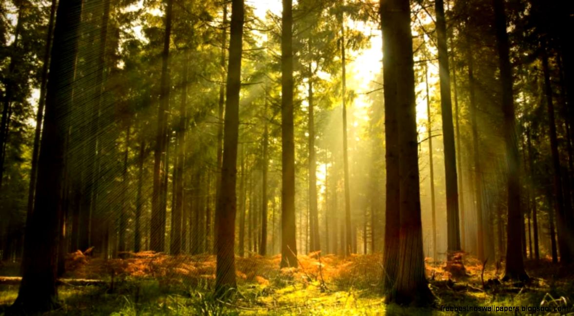 Background Music Instrumental   Piano amp Nature   Relax Daily N°005