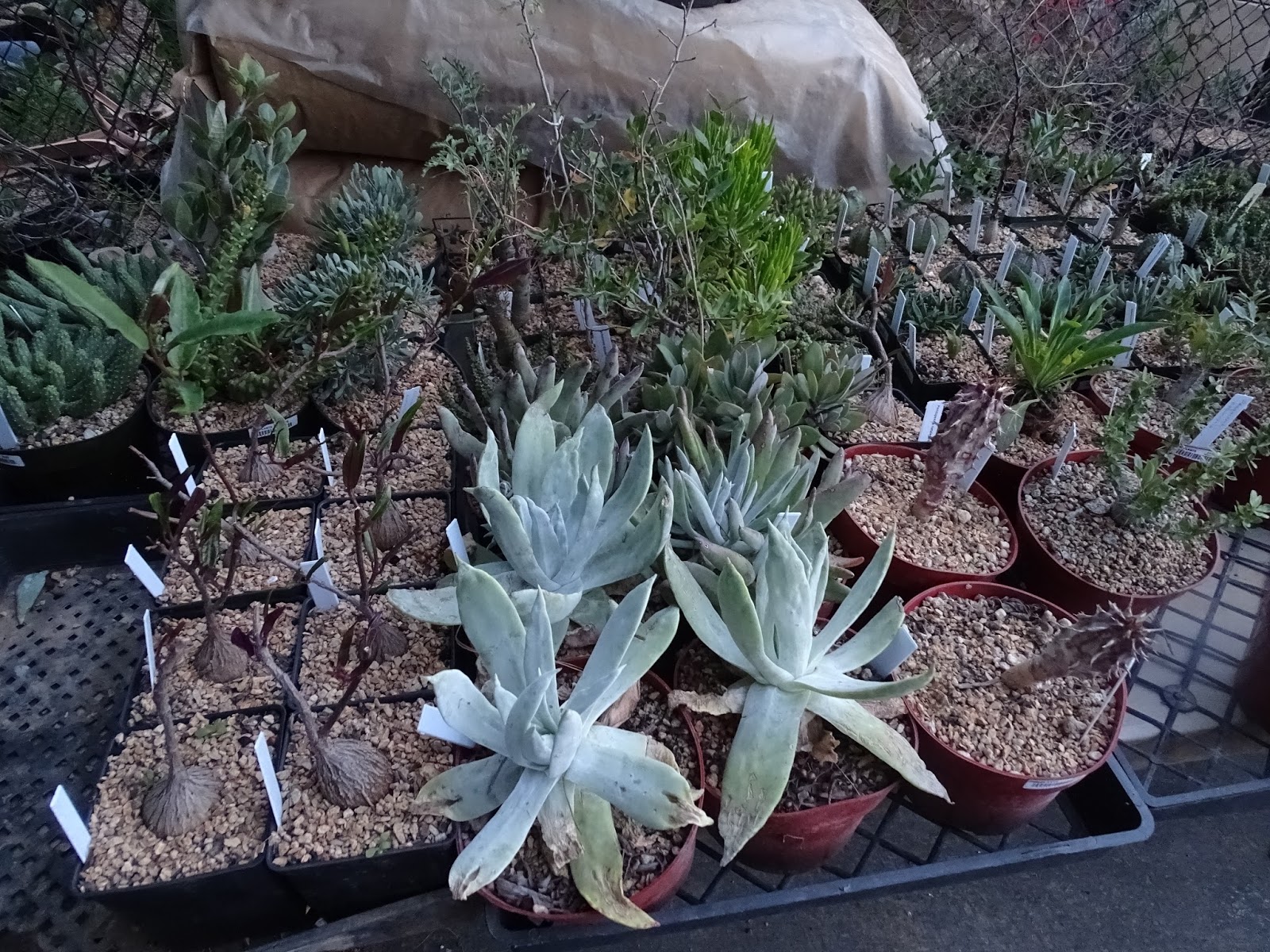 Prairiebreak California Dreamin' (the Ultimate Succulent nursery)