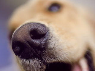 Dog Story: Dog's Nose Changes Color