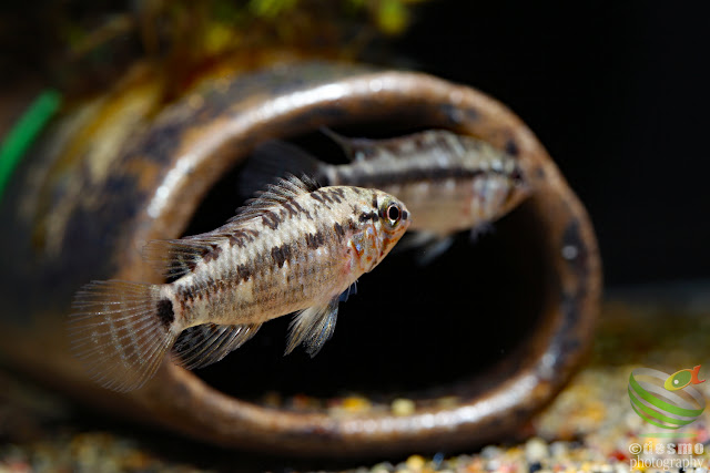 Apistograma sp. peixoto