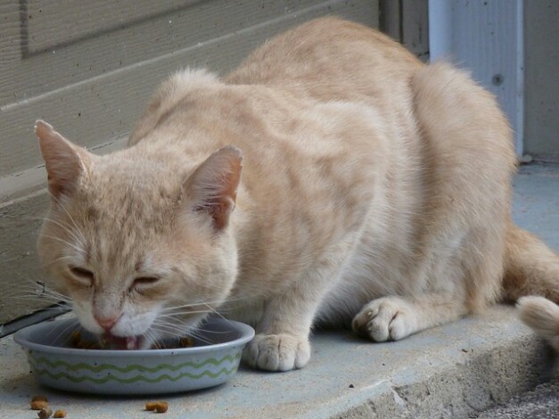 Jangan Berkira Untuk Beli Makanan Kucing, Rezekinya Memang Menakjubkan