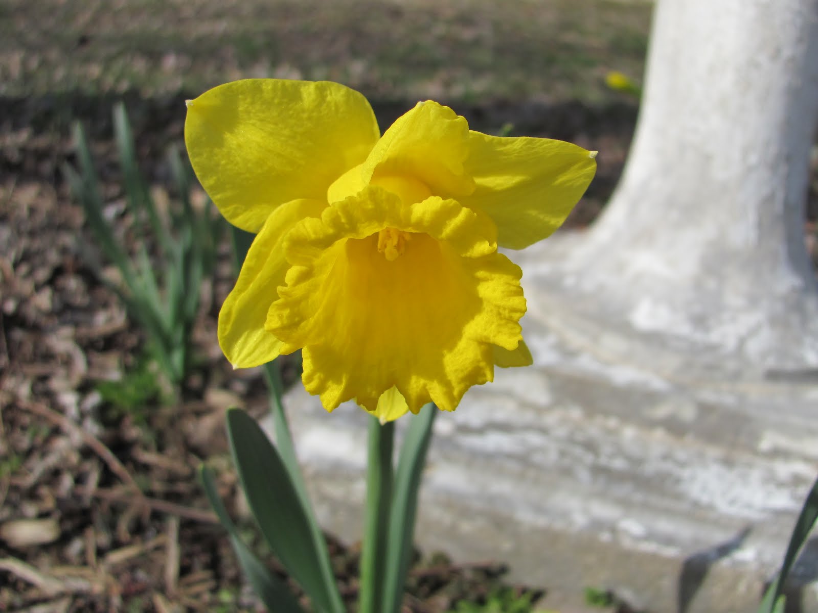 Botanical Junkie First Flowers of Spring