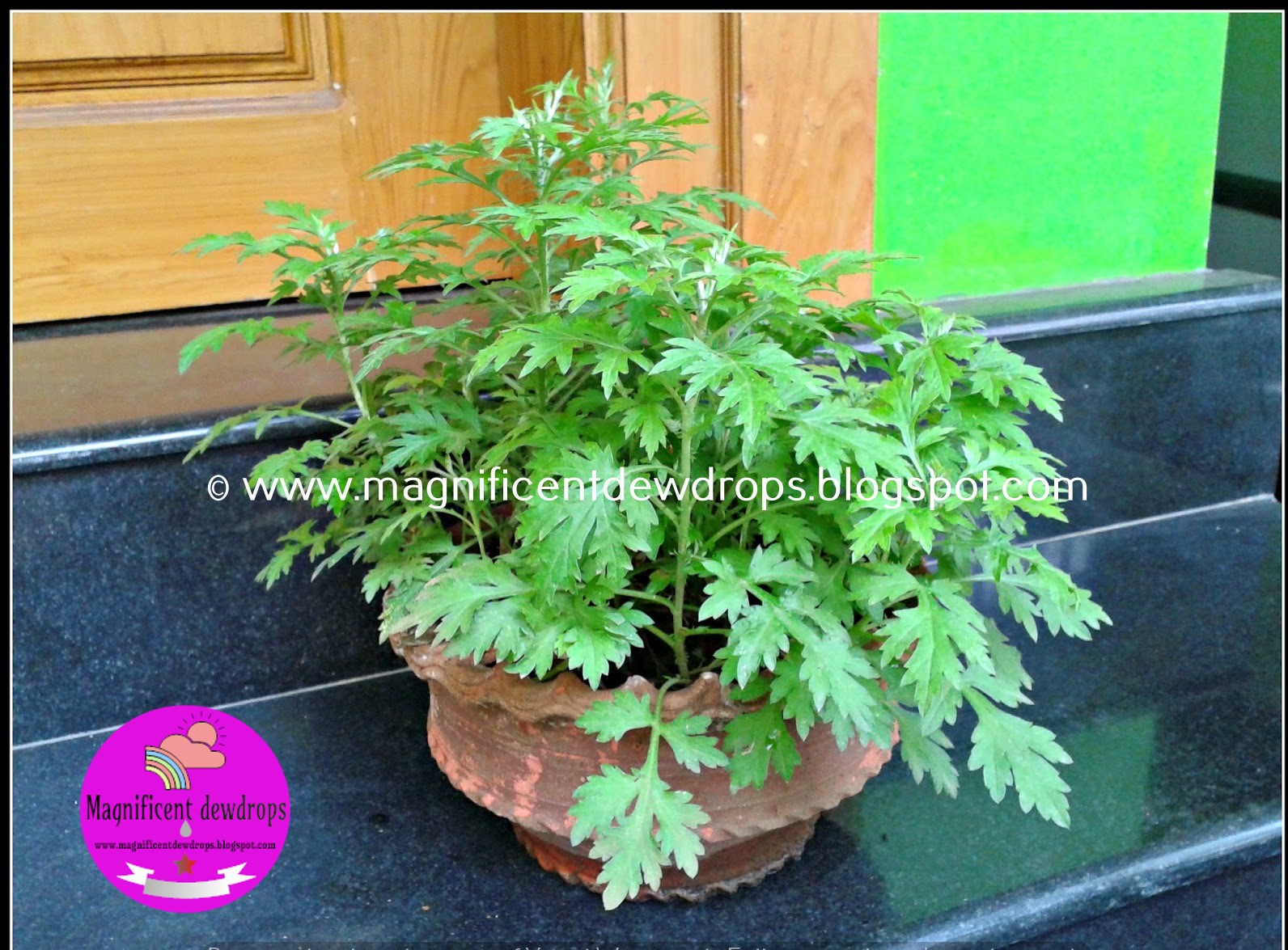 Magnificent dewdrops Camphor Tulsi (Karpoorathulasi, kapoor tulsi