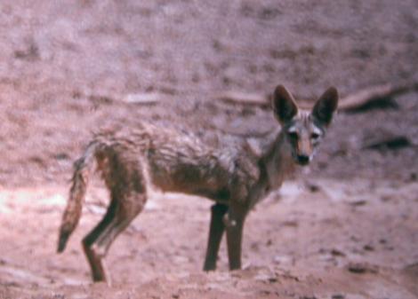 African+wolf.jpg