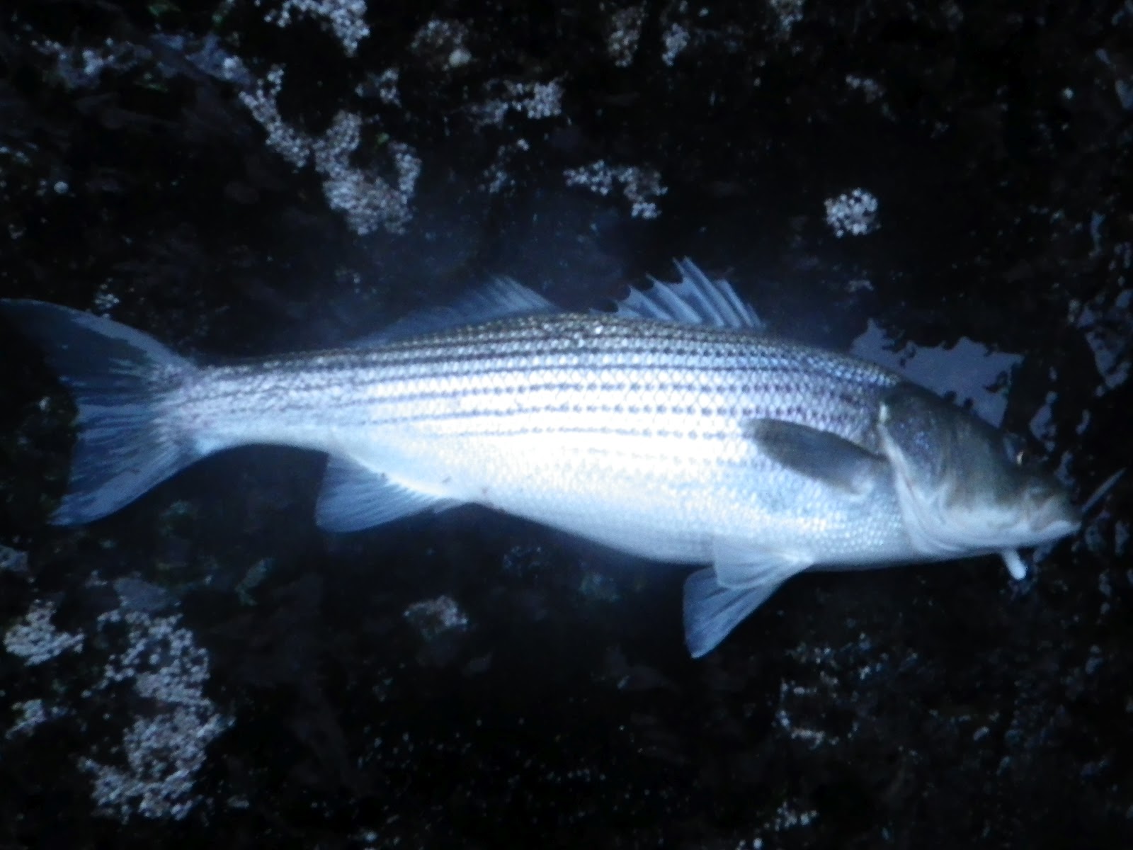 New England Striper Fishing