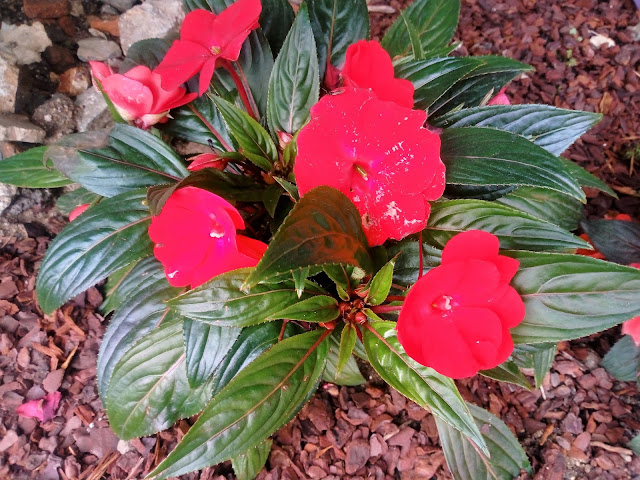 Alegría Guineana (Impatiens hawkeri W. Bull).