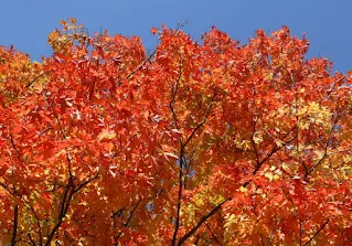 Autumn in South Africa