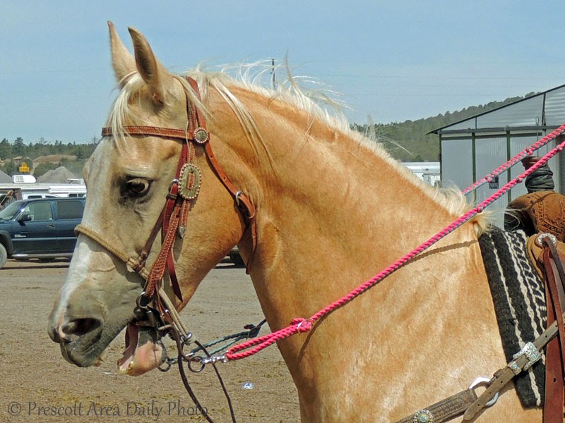 Prescott Area Daily Photo Fighting The Bit