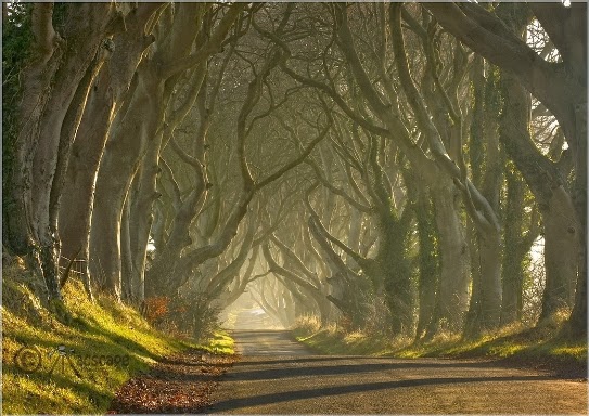 The Dark Hedges Game of Thrones Irlanda del Norte